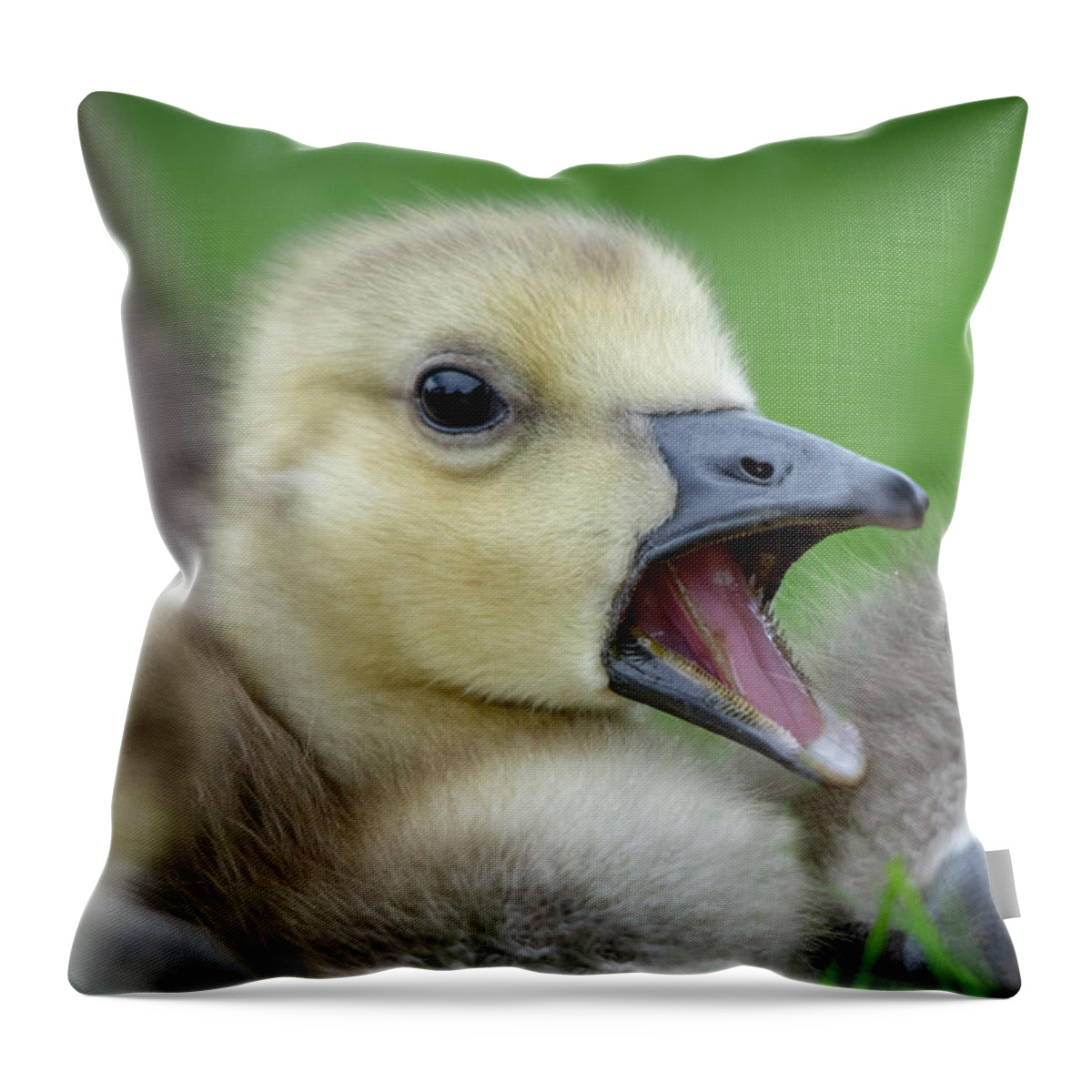 Gosling Throw Pillow featuring the photograph Young Gosling 1 by Gareth Parkes