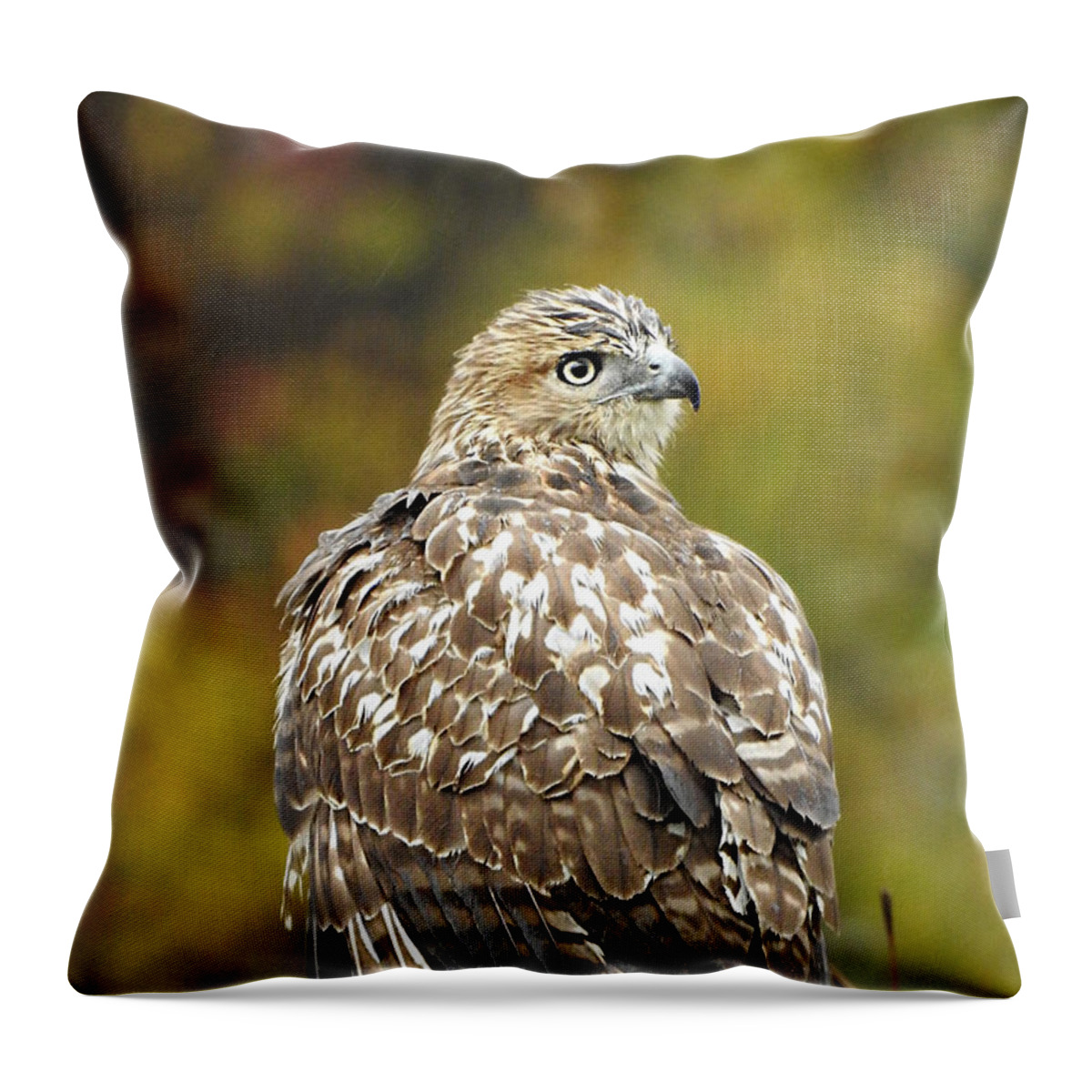Young Red-tail Throw Pillow featuring the photograph Young Red-tail by Dark Whimsy