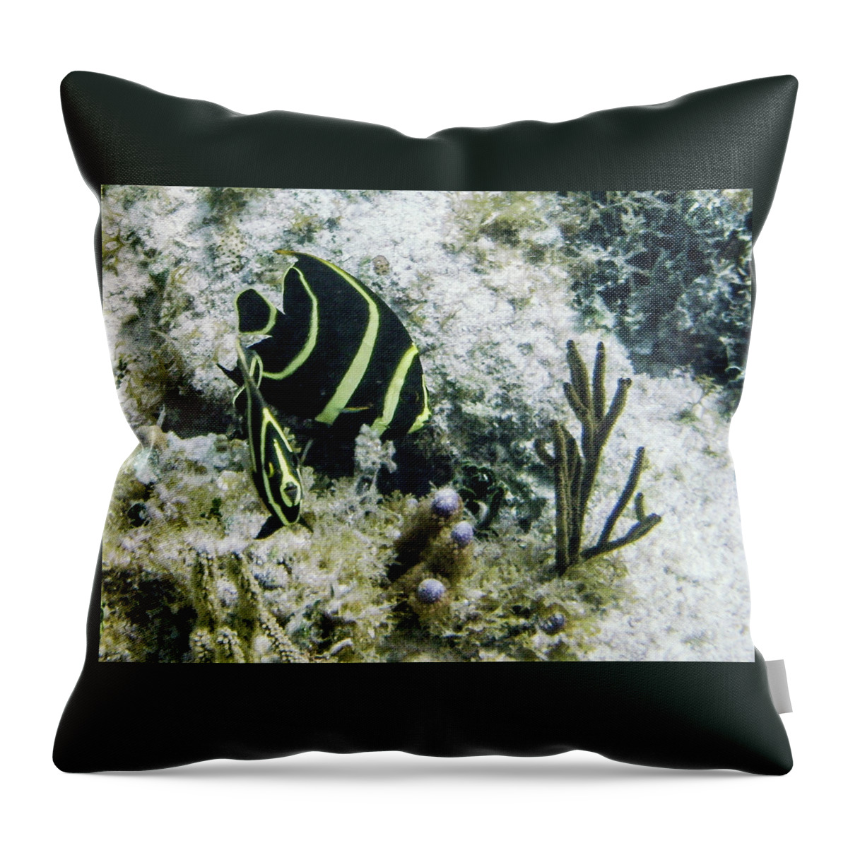 Animals Throw Pillow featuring the photograph Youngsters by Lynne Browne