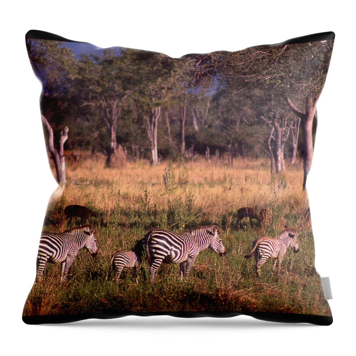 Africa Throw Pillow featuring the photograph Zebra Family Landscape by Russel Considine