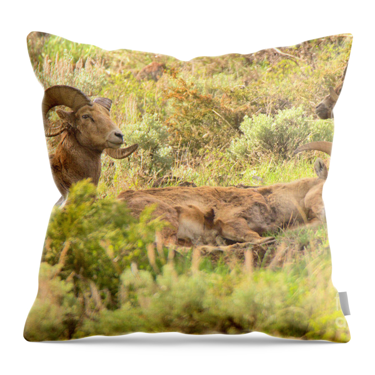 Bighorn Throw Pillow featuring the photograph Zonked Out by Adam Jewell