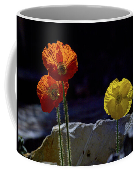 Iceland Poppies Coffee Mug featuring the photograph And One Yellow by Joe Schofield
