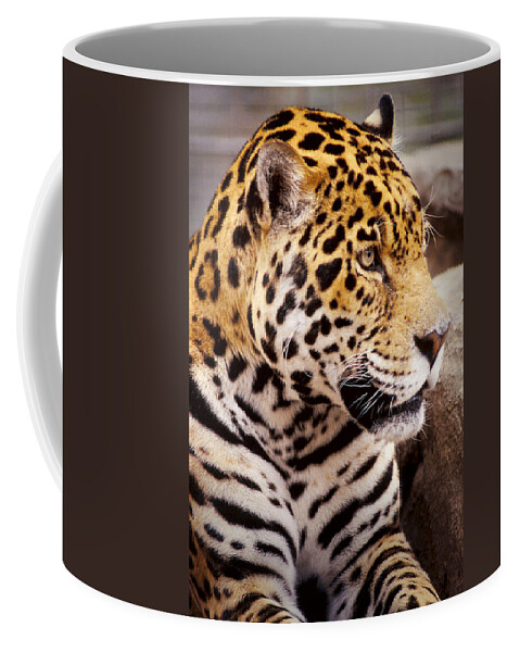 Black Coffee Mug featuring the photograph Big Cat by David and Carol Kelly