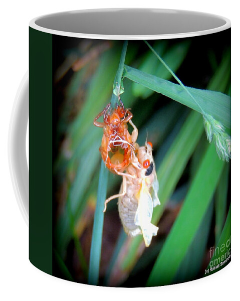 Insects Coffee Mug featuring the photograph Cicada Coming Out by Rabiah Seminole