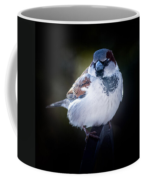 Backyard Bird Coffee Mug featuring the photograph House sparrow by Kenneth Cole