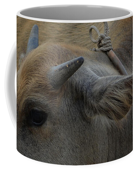 Michelle Meenawong Coffee Mug featuring the photograph Young Buffalo by Michelle Meenawong