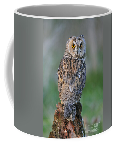 Long-eared Owl Coffee Mug featuring the photograph 090811p316 by Arterra Picture Library