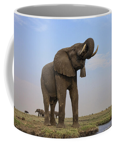 Vincent Grafhorst Coffee Mug featuring the photograph African Elephant Drinking Chobe River #2 by Vincent Grafhorst