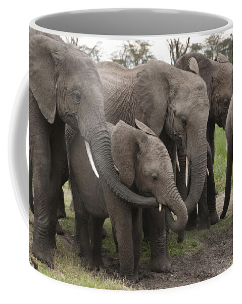 Feb0514 Coffee Mug featuring the photograph African Elephant Herd Grazing Kenya #1 by Tui De Roy