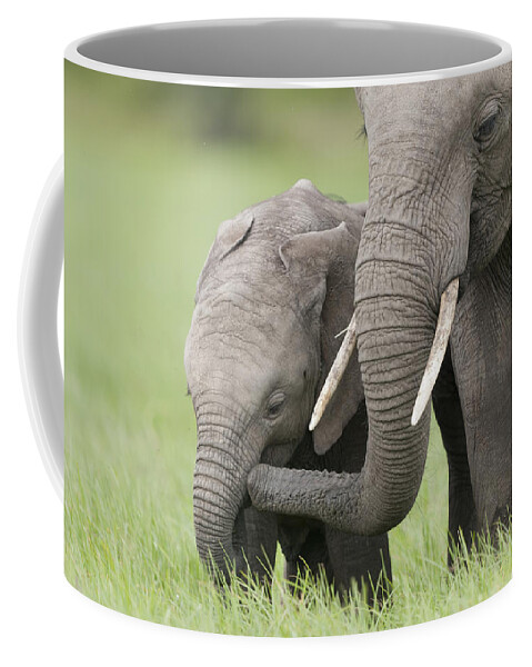 Feb0514 Coffee Mug featuring the photograph African Elephant Juvenile And Calf Kenya by Tui De Roy