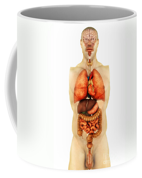 Anatomy Of Human Body Showing Whole #1 Zip Pouch by Stocktrek Images - Fine  Art America