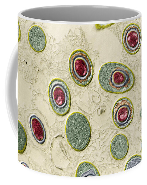 Bacteria Coffee Mug featuring the photograph Anthrax Bacteria, Bacillus Anthracis #1 by Eye of Science