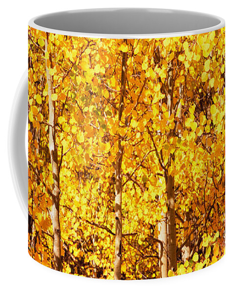 Photography Coffee Mug featuring the photograph Aspen Trees In Autumn, Colorado, Usa #1 by Panoramic Images