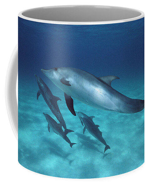 Feb0514 Coffee Mug featuring the photograph Atlantic Spotted Dolphin Pod Bahamas #1 by Flip Nicklin