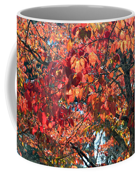 Autumn Coffee Mug featuring the photograph Autumn Leaves #6 by Rafael Salazar