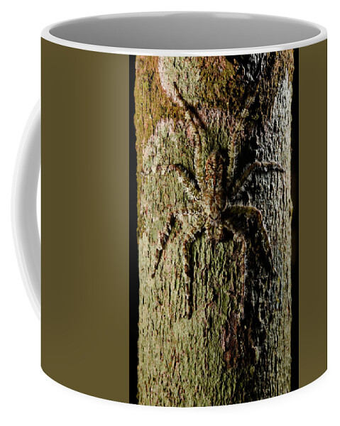 Animal Coffee Mug featuring the photograph Bark Spider #1 by Francesco Tomasinelli