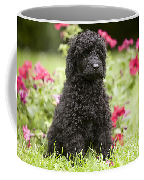 Dog Coffee Mug featuring the photograph Black Poodle #1 by Jean-Michel Labat