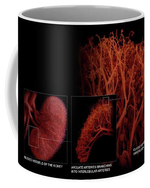 3d Visualization Coffee Mug featuring the photograph Blood Vessels Of The Kidney #1 by Anatomical Travelogue