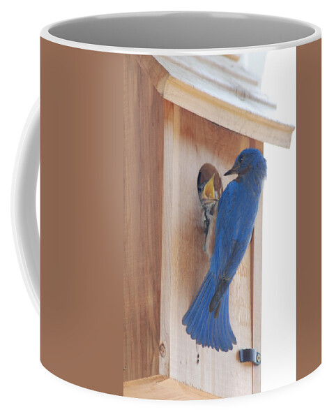Bird Coffee Mug featuring the photograph Bluebird of Happiness by Kenny Glover
