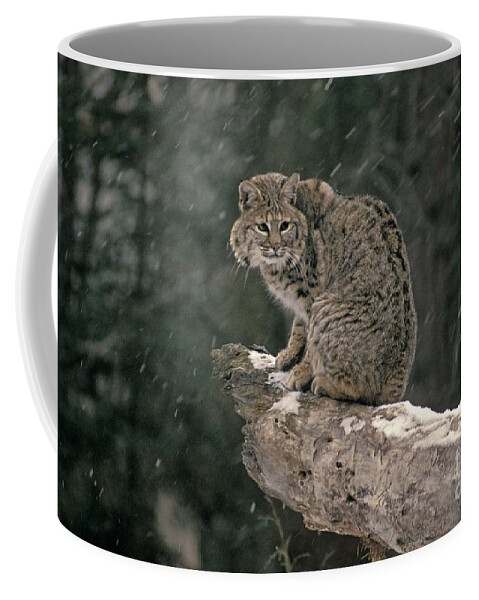 Animal Coffee Mug featuring the photograph Bobcat Lynx Rufus In Winter Snow #1 by Ron Sanford