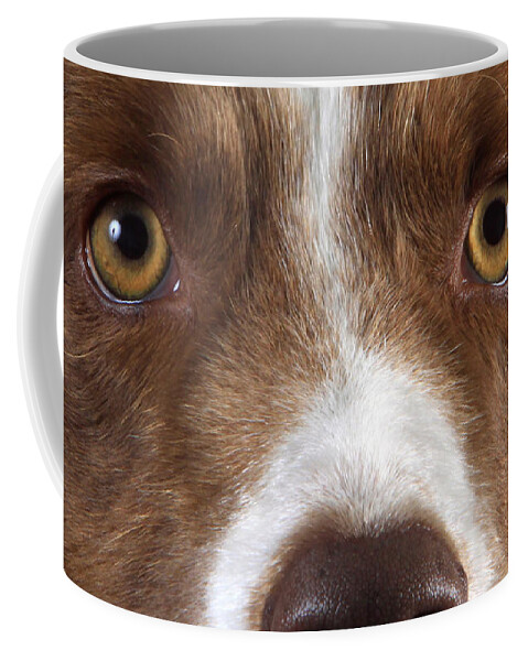 Border Collie Coffee Mug featuring the photograph Border Collie Eyes #1 by Christine Steimer
