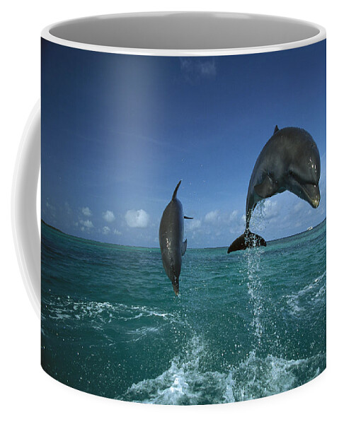 Feb0514 Coffee Mug featuring the photograph Bottlenose Dolphins Leaping Honduras #1 by Konrad Wothe