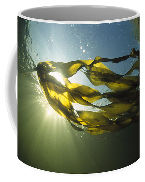 00117549 Coffee Mug featuring the photograph Bull Kelp Nereocystis Luetkeana #2 by Flip Nicklin