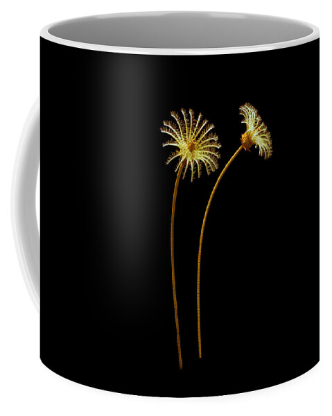 Illustration Coffee Mug featuring the painting Burgess Shale Crinoid #1 by Chase Studio