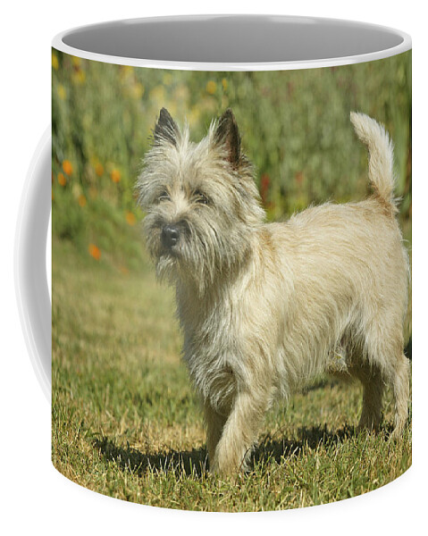Dog Coffee Mug featuring the photograph Cairn Terrier #1 by Jean-Michel Labat