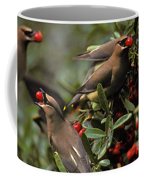 Fauna Coffee Mug featuring the photograph Cedar Waxwings Eating Berries #1 by Ron Sanford