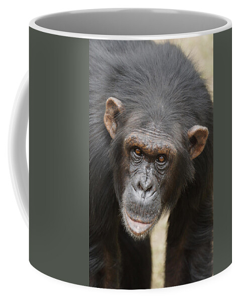 Hiroya Minakuchi Coffee Mug featuring the photograph Chimpanzee Portrait Ol Pejeta by Hiroya Minakuchi