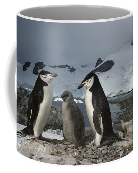 Feb0514 Coffee Mug featuring the photograph Chinstrap Penguins With Chick Paradise #1 by Tui De Roy