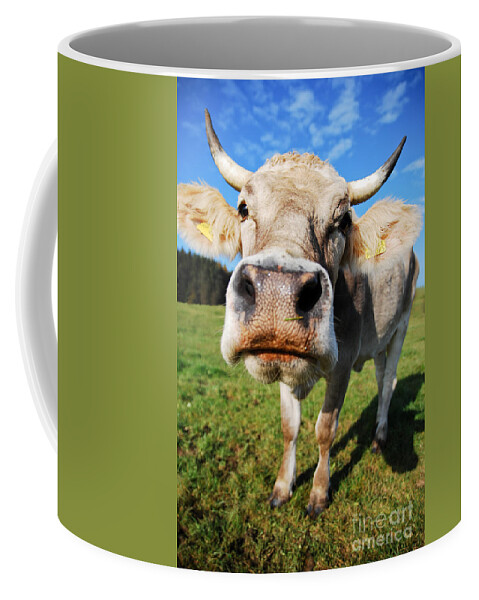 Cow Coffee Mug featuring the photograph cow by Hannes Cmarits