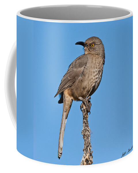 Animal Coffee Mug featuring the photograph Curve-Billed Thrasher by Jeff Goulden