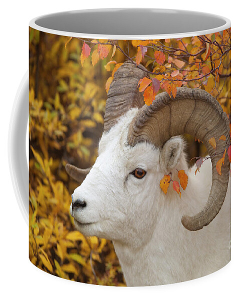 00440933 Coffee Mug featuring the photograph Dalls Sheep Ram in Denali by Yva Momatiuk and John Eastcott
