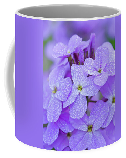 American Garden Coffee Mug featuring the photograph Dew On Phlox #1 by Michael Lustbader
