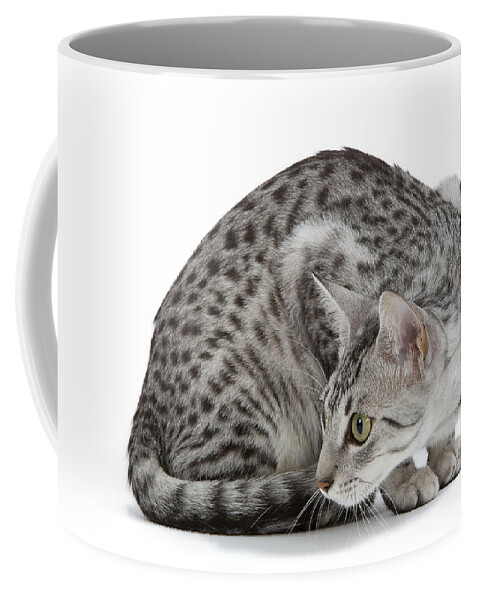 Cat Coffee Mug featuring the photograph Egyptian Mau Cat #1 by Jean-Michel Labat
