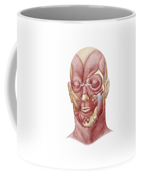 Corrugator Supercilii Coffee Mug featuring the photograph Facial Muscles Of The Human Face #1 by Stocktrek Images
