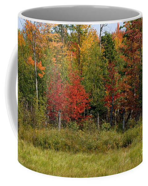 November Flora Coffee Mug featuring the photograph Fall Foliage #1 by Linda Freshwaters Arndt