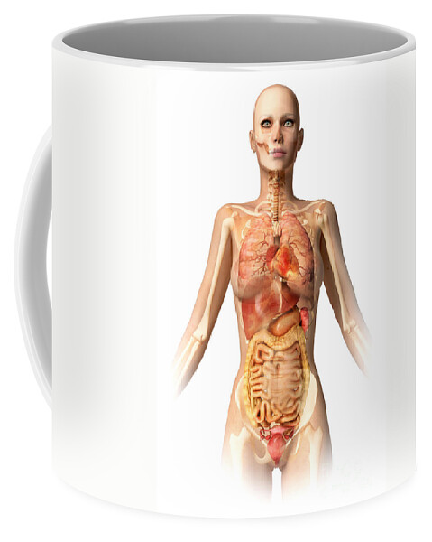 Stomach Coffee Mug featuring the digital art Female Body With Bone Skeleton #1 by Leonello Calvetti