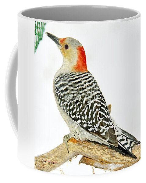 Female Coffee Mug featuring the photograph Female Redbellied Woodpecker in Winter Animal Portrait #1 by A Macarthur Gurmankin