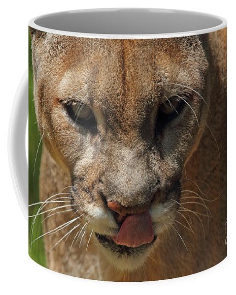 Florida Panther Coffee Mug featuring the photograph Florida Panther by Meg Rousher