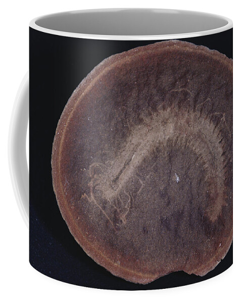 Marine Worm Coffee Mug featuring the photograph Fossilized Marine Worm #1 by Louise K. Broman