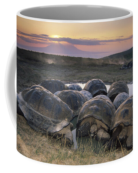 Feb0514 Coffee Mug featuring the photograph Galapagos Giant Tortoise Wallowing #1 by Tui De Roy