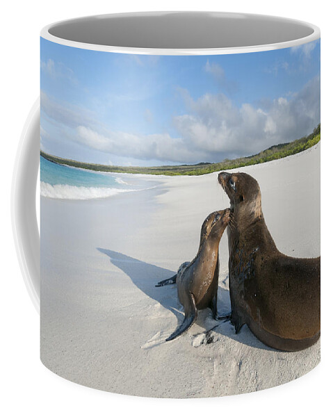 534092 Coffee Mug featuring the photograph Galapagos Sealions On Beach Galapagos #1 by Tui De Roy