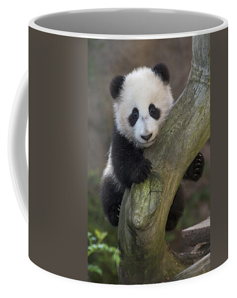 https://render.fineartamerica.com/images/rendered/default/frontright/mug/images-medium-5/1-giant-panda-cub-in-tree-san-diego-zoo.jpg?&targetx=289&targety=0&imagewidth=222&imageheight=333&modelwidth=800&modelheight=333&backgroundcolor=504A42&orientation=0&producttype=coffeemug-11