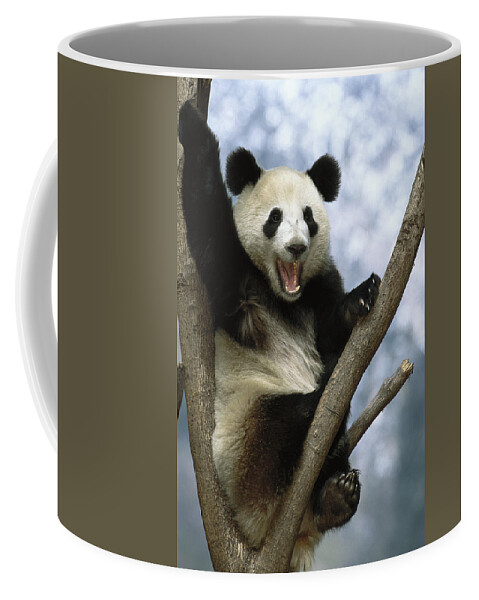 Feb0514 Coffee Mug featuring the photograph Giant Panda Wolong Valley China #1 by Pete Oxford