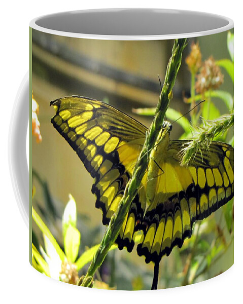 Wings Coffee Mug featuring the photograph Giant Swallowtail #1 by Jennifer Wheatley Wolf