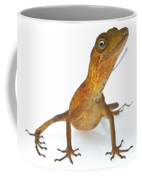 Feb0514 Coffee Mug featuring the photograph Goldenscale Anole Suriname #1 by Piotr Naskrecki