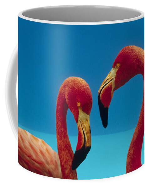 00172310 Coffee Mug featuring the photograph Greater Flamingo Phoenicopterus Ruber #2 by Tim Fitzharris